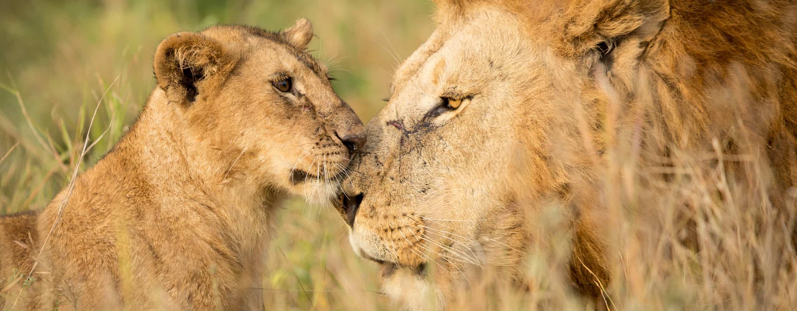 Lions In The Serengeti, Tanzania