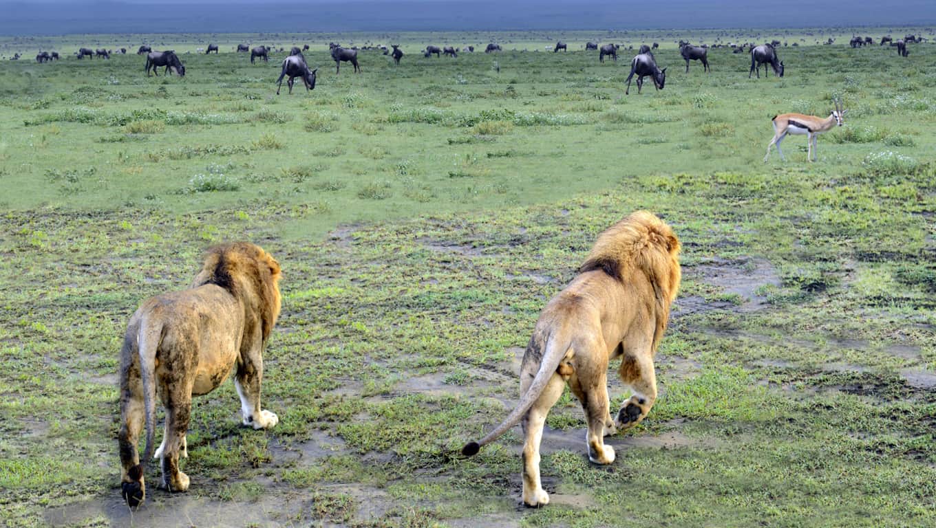 Male Lions In The Serengeti